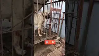 Aggressive Kangal Dog in Turkey 🔥🔥🥵🥵 