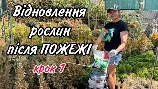 Після ПОЖЕЖІ відновлення Рослин .Крок 1.Реанімація.