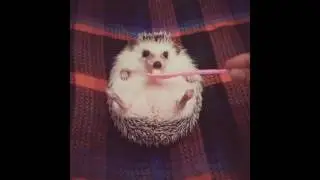 Cute Hedgehog Eating