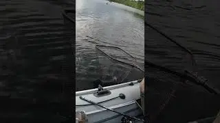 Кайфуем от вываживания форели на легкую снасть 