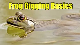 Frog Gigging Basics & How to Clean and Cook Frog Legs