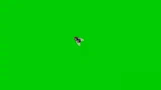 House fly Green screen HD fx effect with sound. Green screen insect that MUST WATCH by everyone