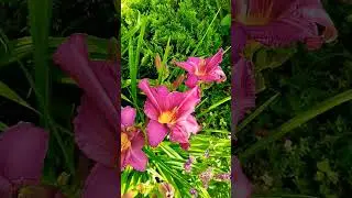 Бордюры из ЛИЛЕЙНИКОВ🌸 #garden #сад #дача #цветы