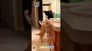 Cats fighting club