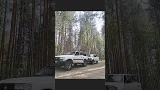 Карилия трофи