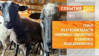 Семья из Курской области оформила соцконтракт и занялась разdедением овец