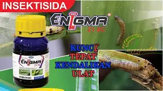 INSEKTISIDA AMPUH PEMBASMI ULAT || ENIGMA