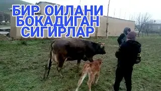 ОНА БОЛА СИГИРЛАР СОТИЛАДИ,БИР ОИЛАНИ БОКАДИГАН СИГИРЛАР