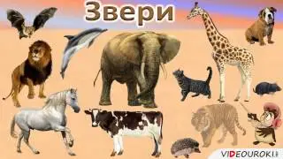 Урок окружающего мира на тему 