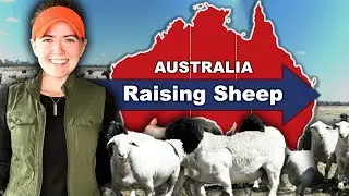 RAISING MEAT SHEEP IN AUSTRALIA | Regenerative Farming on Pasture: Dorper & Australian White Sheep