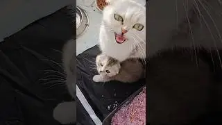 Kittens and mom cat scold me  #kitten #cutecat #meow