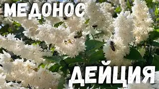 ДЕЙЦИЯ (Déutzia) как МЕДОНОС