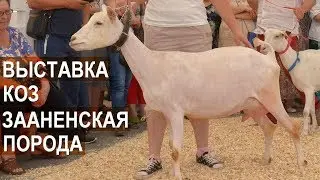 Зааненская порода коз. Оценка экстерьерных качеств. Всероссийская выставка по молочному козоводству