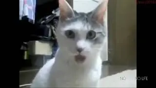 СМЕШНЫЕ ВИДЕО ПРО КОТОВ