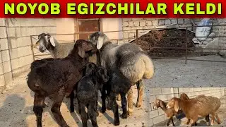 NOYOB EGIZAKCHILAR VA QOCHQOR SOVLIQLAR KELDI.