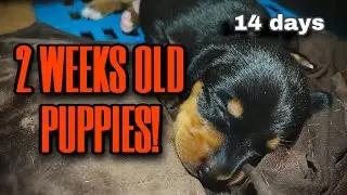 14 days old puppies | 2 weeks puppies | dachshund puppies