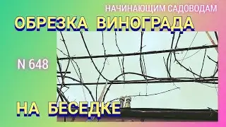 Как обрезать правильно виноград на беседке.