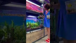 Очень люблю кормить рыбок❤️ А вы любите❤️❓ #aquarium #аквариум #aquascape #terrarium #fishtank