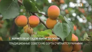 Абрикосов из садов хватит до осени