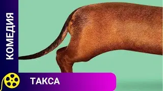 🏹НЕОБЫЧНЫЙ ВЗГЛЯД НА ЖИЗНЬ СОБАКИ🔥Такса🔥ФИЛЬМЫ ДЛЯ МОЛОДЕЖИ