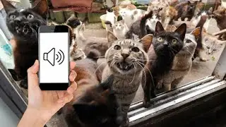 Meow To Make Your Cat Come To You (GUARANTEED)