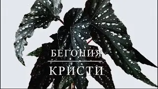 БЕГОНИЯ КРИСТИ [Краткий Видео Обзор]