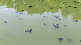 Экологическая катастрофа на старице Суры.