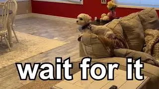 Dolly the Dog Greets Owner Coming Home #dogs 🐶 dogs reacting to owners coming home #shorts