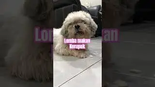Lomba makan kerupuk#catlover #puppy