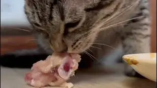 ASMR CAT EATING A CHICKEN MEAT
