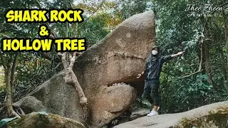 SHARK ROCK & HOLLOW TREE