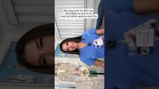 The Best Way to Cheer Up a Dog Missing His Toy