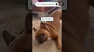 Tips to calm an angry dog 