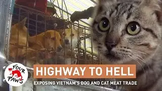 Highway to Hell: An Investigation into the Dog and Cat Meat Trade | Official Trailer | FOUR PAWS USA