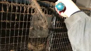 2 месяца без уборки за живностью это РЕАЛЬНО ?