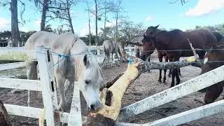 Majestic Horses Running Free in Stunning Landscapes