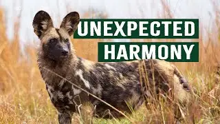 When Wild Dogs and Cheetahs Get Along