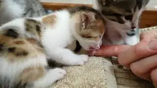 Милые котята. Первый прикорм #