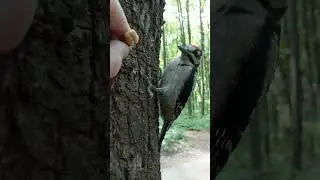 Дятел снова ест орех из моих рук / The woodpecker is eating a nut out of my hands again