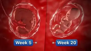 9 Months In The Womb | Pregnancy Week-By-Week