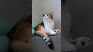 Кошачий психолог, часть 5😹  Парень говорящий с котами 