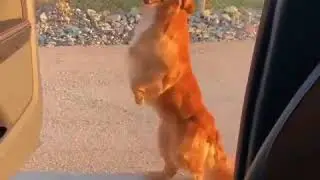 Kiki Challenge