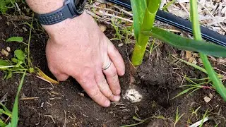 From Farm to You: Garlic