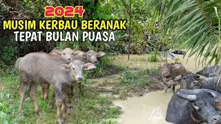 MUSIM TERNAK KERBAU MELAHIRKAN BERTEPATAN BULAN PUASA 2024