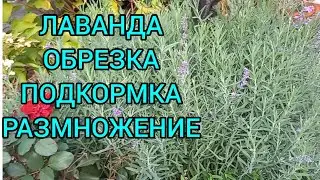 ЛАВАНДА.Весенняя обрезка.Правильное формирование куста