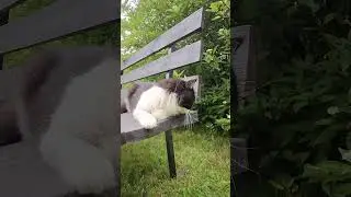 У кота Кузи солнышко куда-то пропала #cat #домашниеживотные #котики