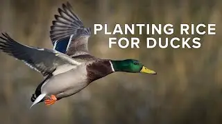 How To Plant Rice For Duck Hunting | Food Plot In Timber Hole | Rusty Creasey of Coca Cola Woods