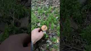 НЕОБЫЧНЫЕ НАХОДКИ! ПОДОСИНОВИК ПРИГРЕЛ СЫРОЕЖКУ. БЕЛЫЙ ГРИБ ЗАГОГУЛИНКА