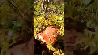 Я такое в лесу найти не ожидал двойняшки близнецы! Белые грибы Боровики Сказочная Карелия 