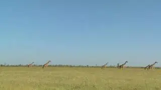 giraffes walk in the distance across the african savannah hwq